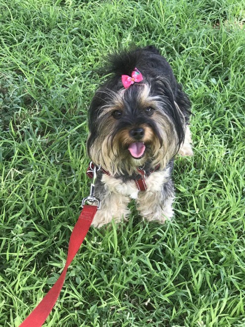 Be the person your dog thinks you are